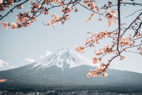 Japonia 2024 – Sakura, Spectacolul Florii De Cires 01.04.2024